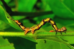Selenisa sueroides