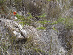 Liparia splendens comantha