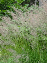 Calamagrostis varia