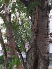 Prunus maackii