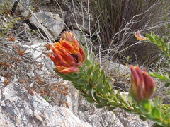 Liparia splendens comantha
