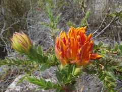 Liparia splendens comantha