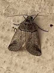 Sympistis chionanthi