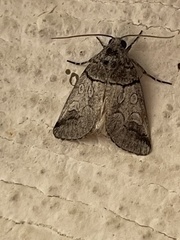 Sympistis chionanthi