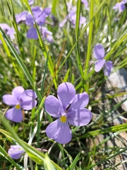 Viola bertolonii
