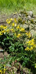 Senecio eremophilus