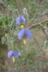 Lotononis sericophylla