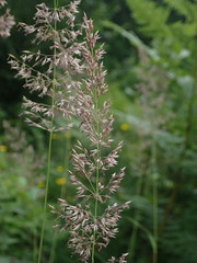 Calamagrostis varia
