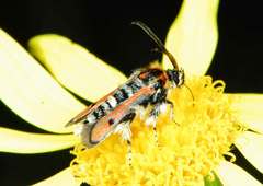 Homogyna ignivittata