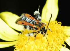 Homogyna ignivittata