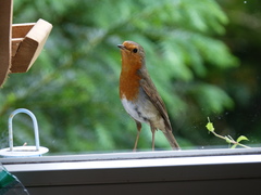 Erithacus rubecula