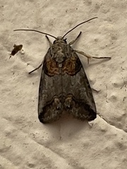 Aleptina