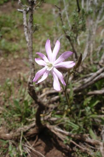 Silene undulata image