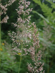 Calamagrostis varia