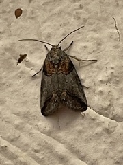 Aleptina