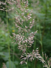Calamagrostis varia
