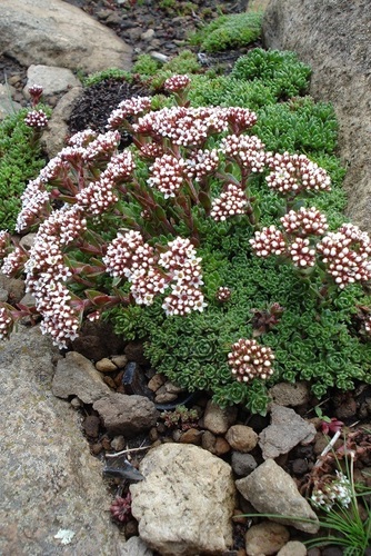 Crassula setulosa var. longiciliata image