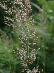 Calamagrostis varia