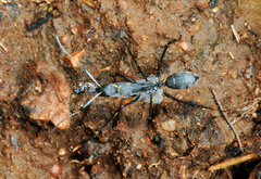Camponotus eugeniae