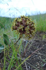 Asclepias macropus