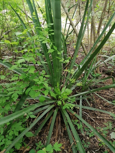 Agave vivipara