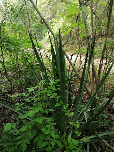Agave vivipara