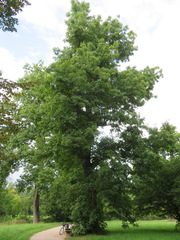 Fraxinus excelsior