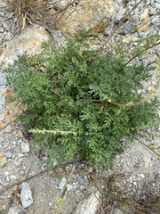 Artemisia laciniata