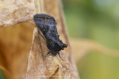 Thysanoplusia reticulata