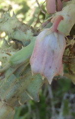 Huernia barbata barbata