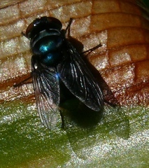 Chrysomya chloropyga