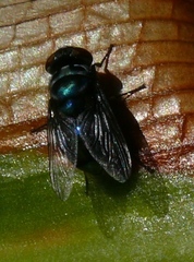 Chrysomya chloropyga