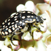 Another Dotted Fruit Chafer - Photo (c) peterwebb, some rights reserved (CC BY-NC), uploaded by peterwebb