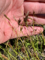 Rhynchospora capillacea