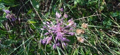 Allium carinatum
