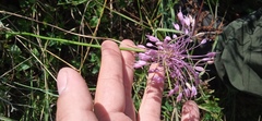 Allium carinatum