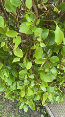 Griselinia littoralis