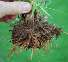 Rhynchospora brownii