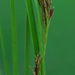 Rhynchospora brownii - Photo (c) Charles Stirton, some rights reserved (CC BY-SA), uploaded by Charles Stirton