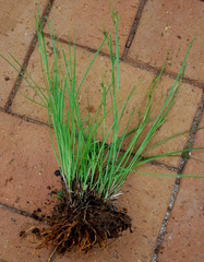 Rhynchospora brownii