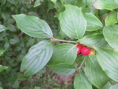 Cornus mas