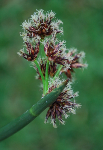 Schoenoplectus corymbosus