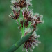 Schoenoplectiella brachyceras - Photo 由 Charles Stirton 所上傳的 (c) Charles Stirton，保留部份權利CC BY-SA