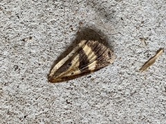 Catocala piatrix