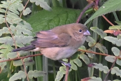 Sporophila nigricollis