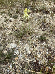 Erysimum flavum