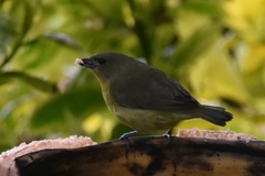 Euphonia laniirostris