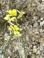 Erysimum flavum