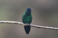 Saucerottia cyanifrons