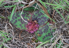 Ledebouria ovatifolia ovatifolia